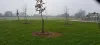 Plantation d'arbres a côté du City stade - le résultat